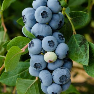 Vaccinium Legacy Blueberry_8220.nef